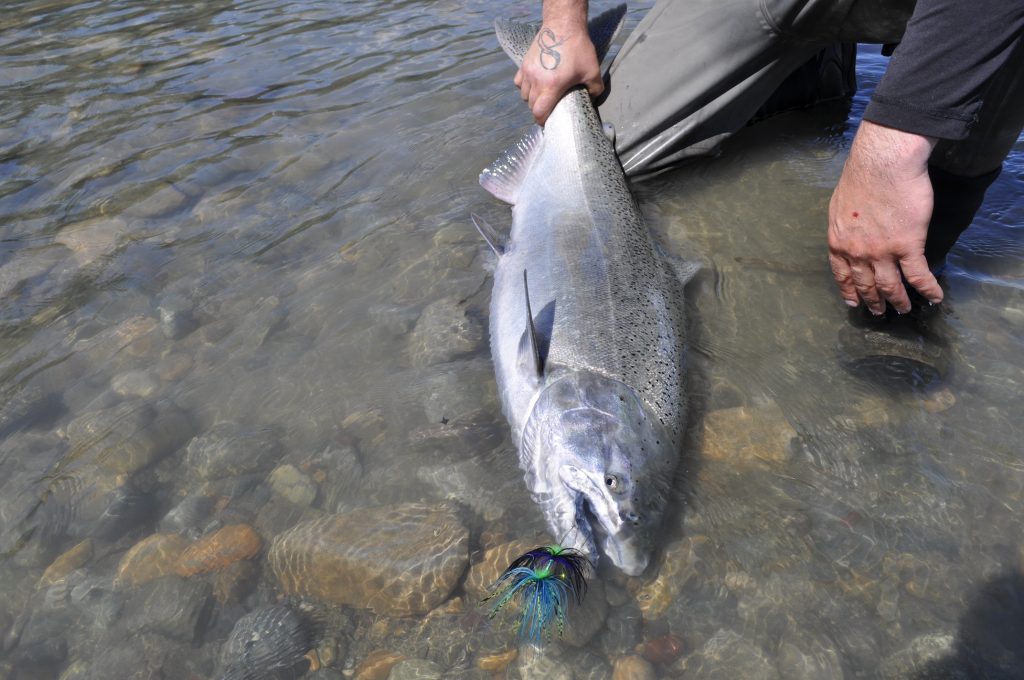Kitimat river Chinook salmon,fly fishing 